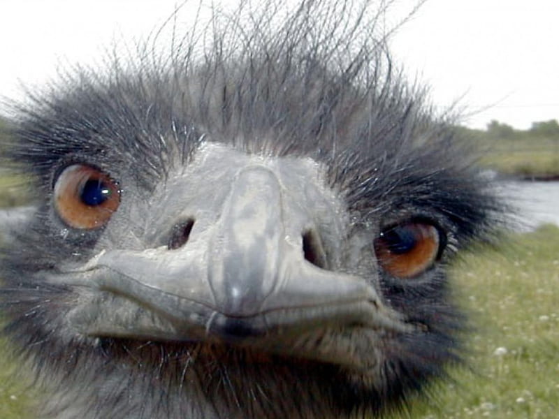 Emu Face, up close, water, grass, HD wallpaper