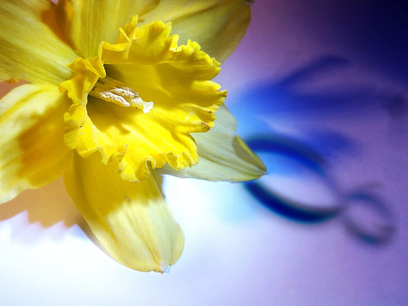 March 8, with Love , eight, yellow, sunny, spring, lavender, purple, entertainment, bright, daffodil, violet, fashion, march, HD wallpaper