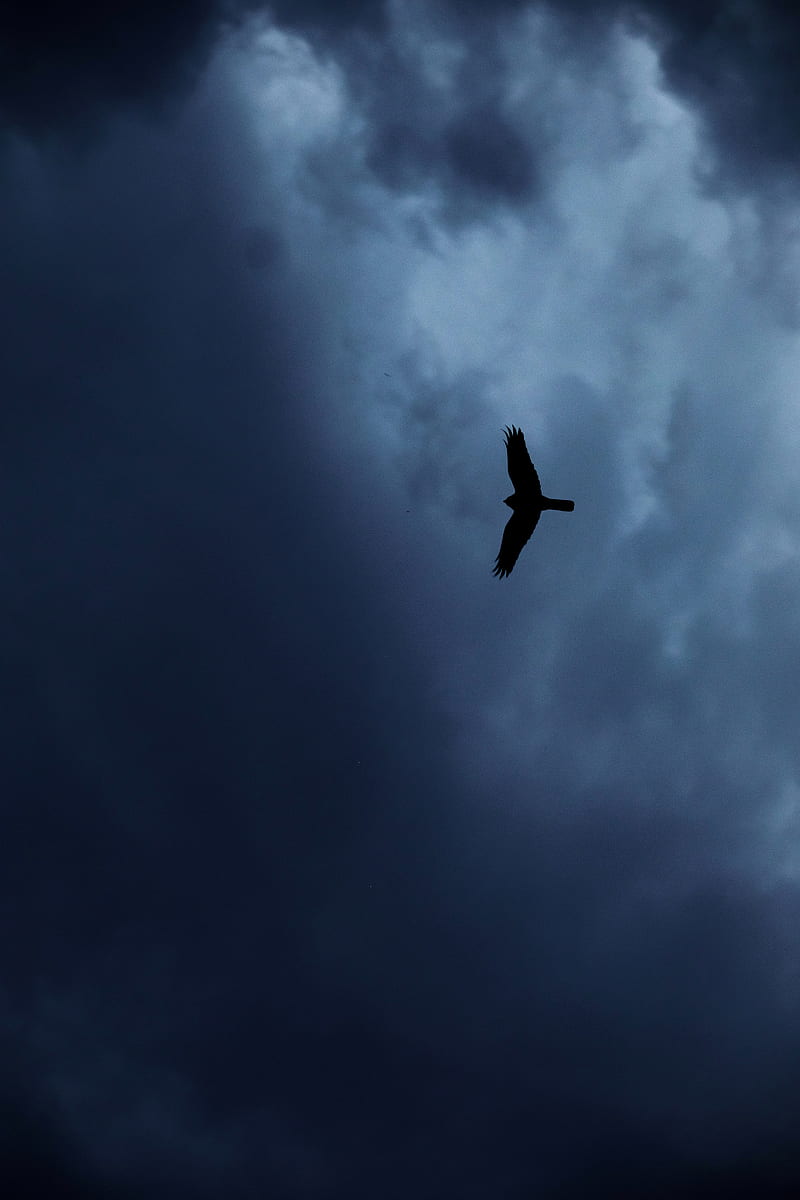 eagle, bird, silhouette, flight, sky, HD phone wallpaper