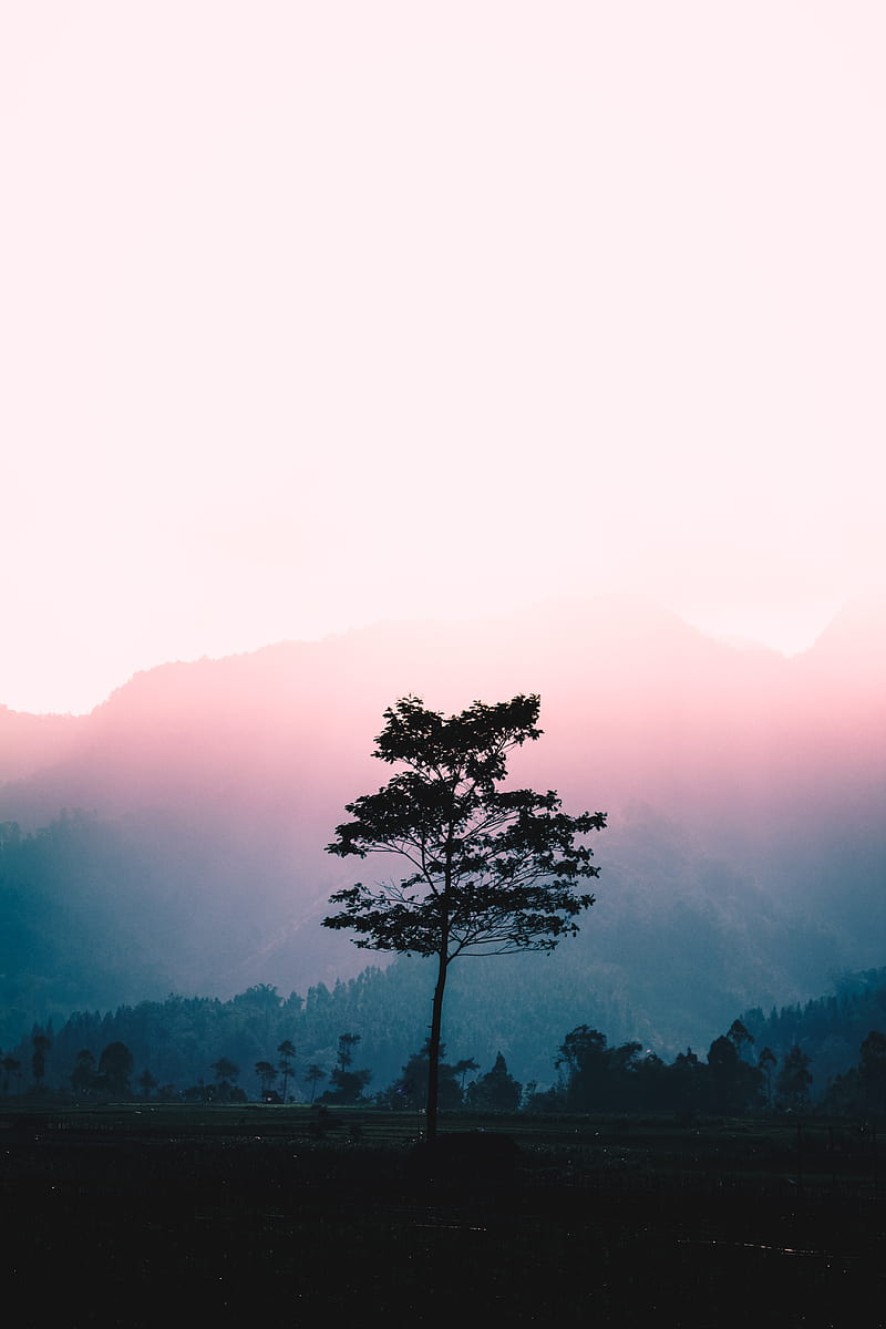 tree, fog, dawn, sunlight, landscape, HD phone wallpaper