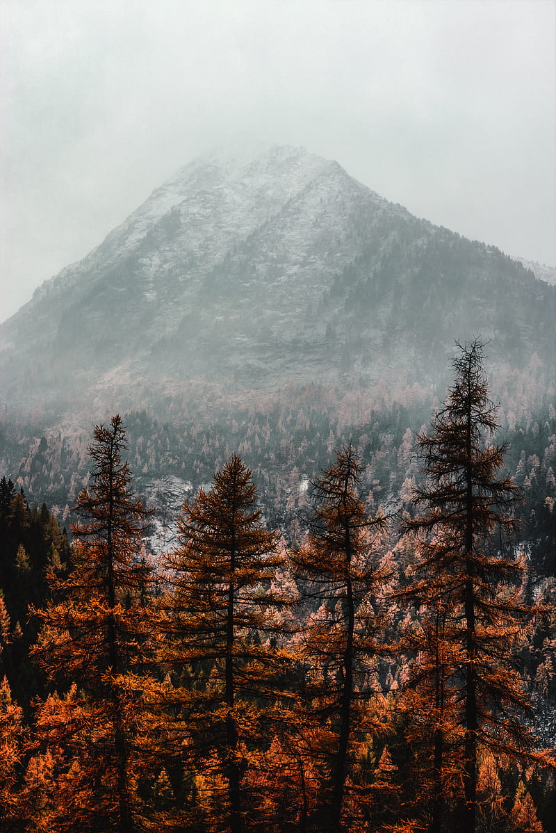 brown pine trees near mountain covered with fog, HD phone wallpaper