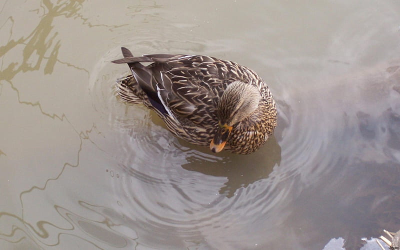 Duck Swimming in Stream, stream, duck, river, goose, swimming, feathers, canada, HD wallpaper