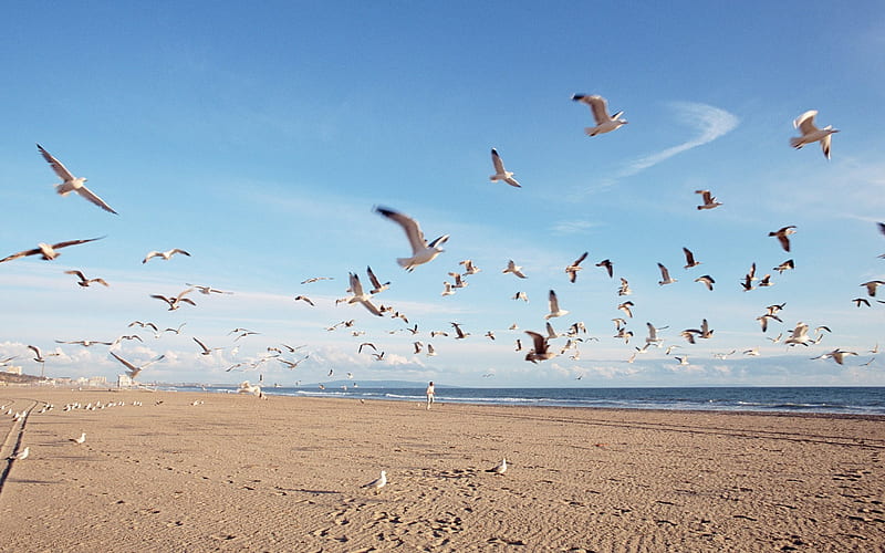 gulls of summer, beach, sand, graphy, birds, gulls, sea, HD wallpaper