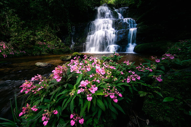 Waterfalls, Waterfall, Flower, River, Thailand, HD wallpaper