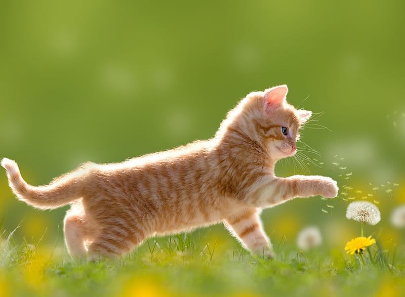 Kitten, paw, cat, cute, dandelion, green, summer, flower, pisica, HD wallpaper