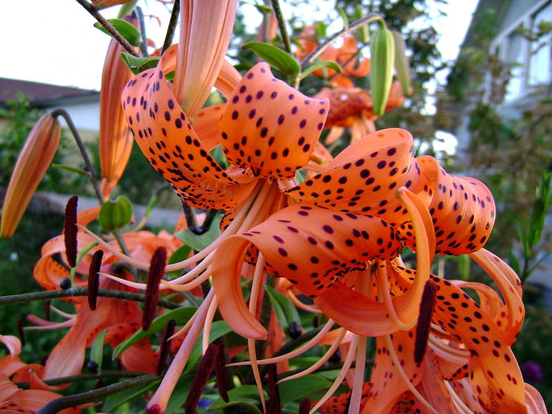Tiger Lily, Flowers, Orange, Spots, HD wallpaper