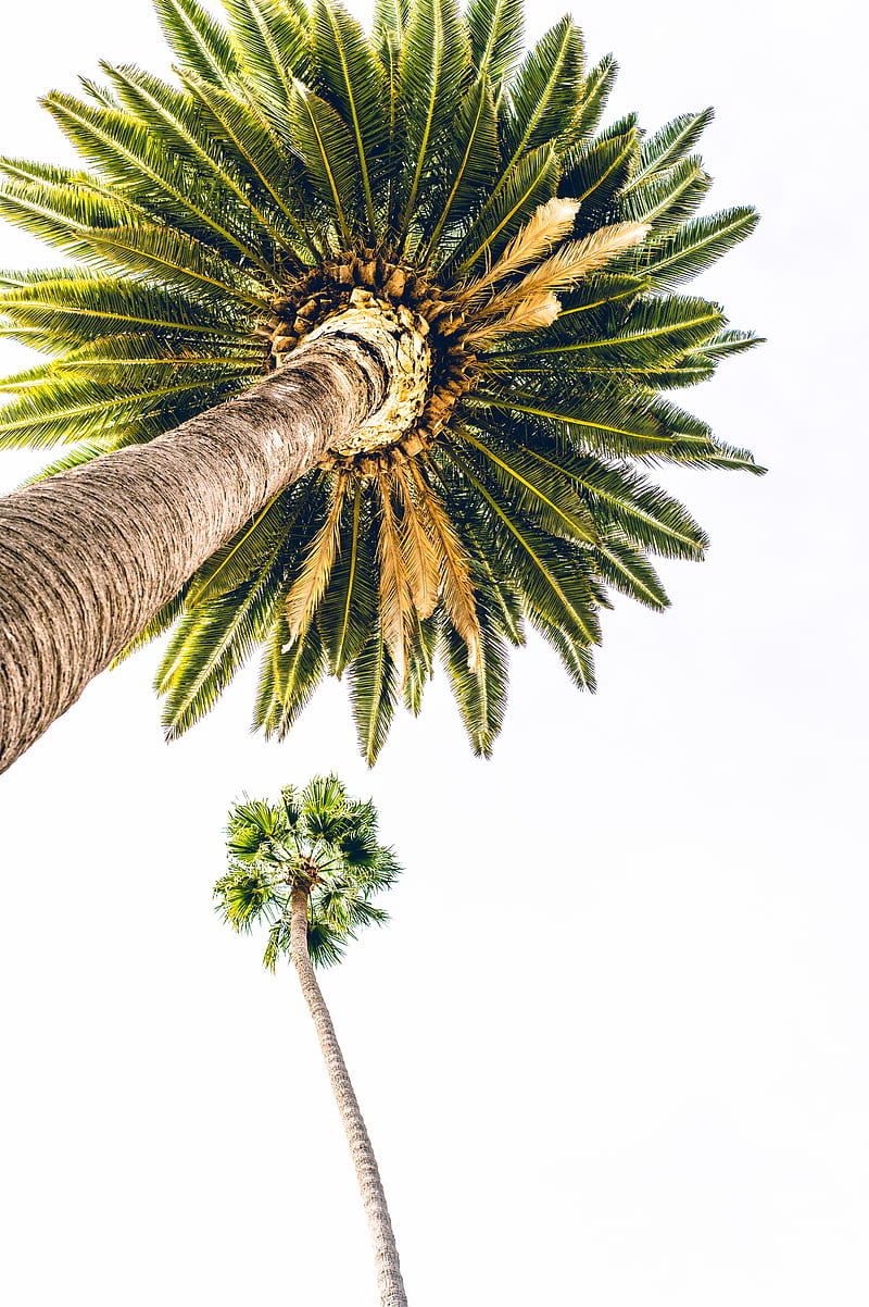palm, bottom view, minimalism, tree, HD phone wallpaper