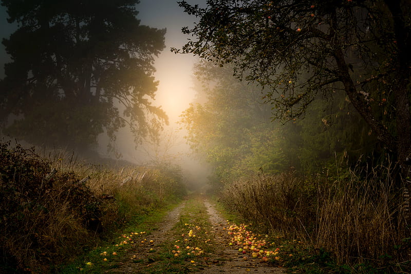 camino, bosque, niebla, manzanas, árboles, Fondo de pantalla HD