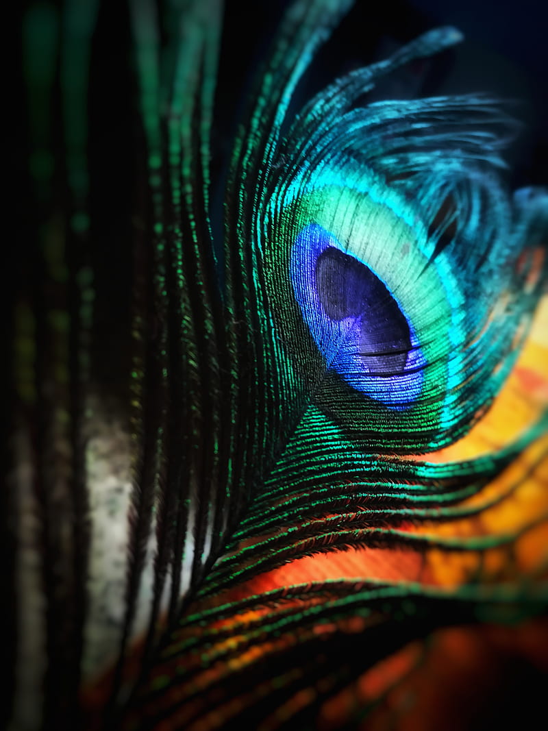 Green and Blue Peacock Feather, HD phone wallpaper