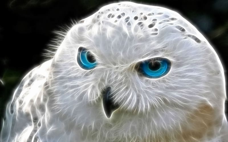Birds, Animal, Snowy Owl, HD wallpaper | Peakpx