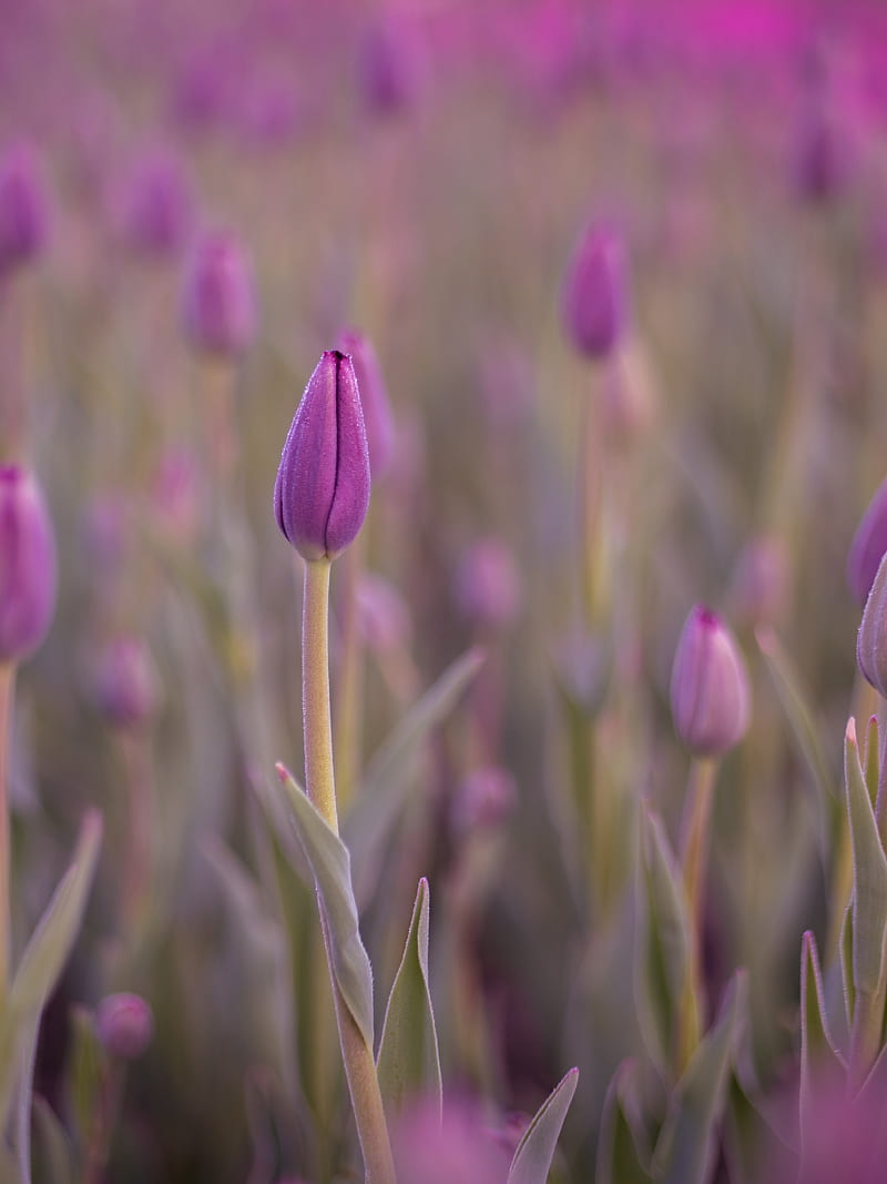 tulip, bud, purple, flower, dew, wet, HD phone wallpaper