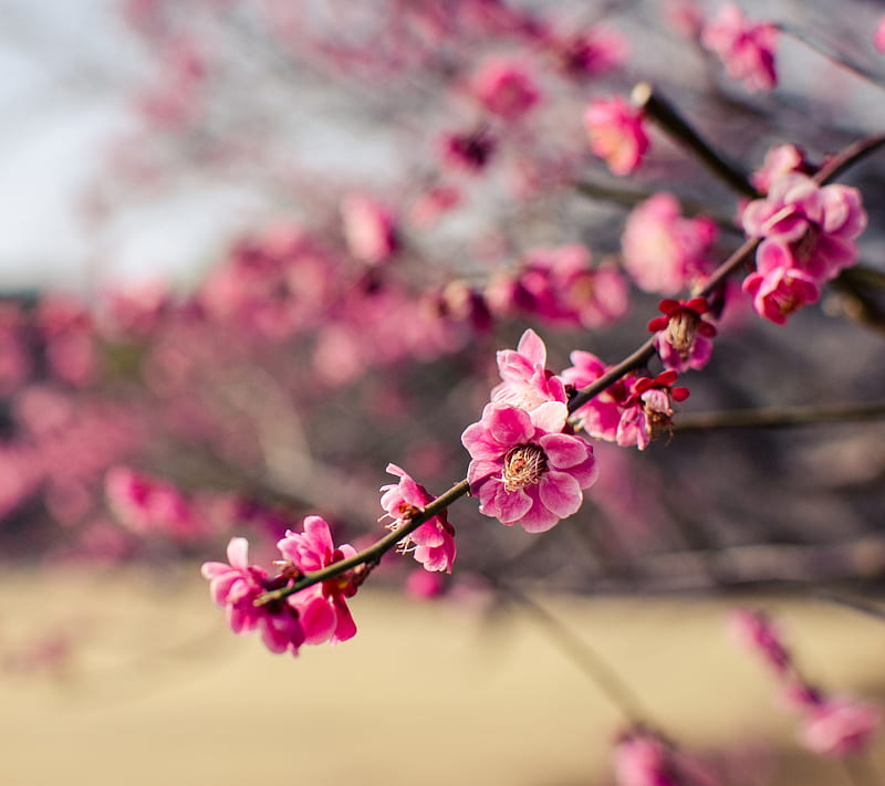 Plum Tree, flowers nature, pink, pink flowers, HD wallpaper