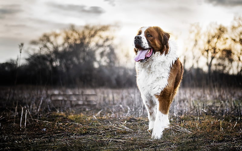 St Bernard, breed of very large dog, white brown big dog, farm, HD wallpaper