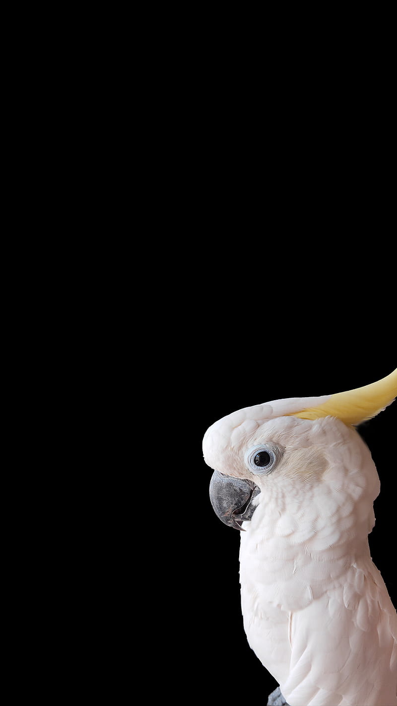 Macaw Parrot Wallpaper (67+ images)