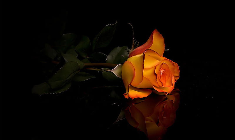 Light in the darkness, rose, orange, love, dark, HD wallpaper | Peakpx