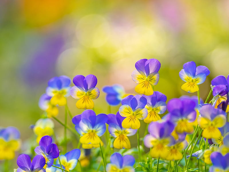 Pansies, viola tricolor, vara, purple, summer, flower, yellow, pansy, pink, HD wallpaper
