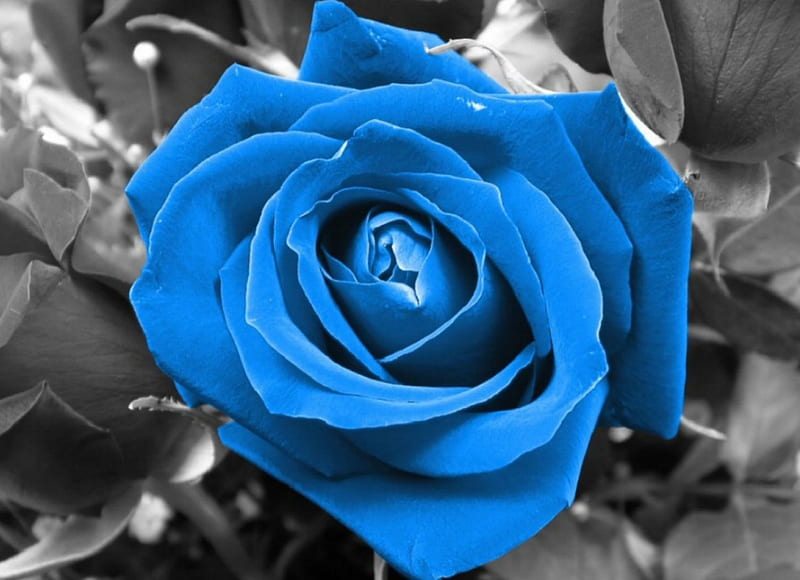 Rosa azul, flores, naturaleza, Fondo de pantalla HD | Peakpx