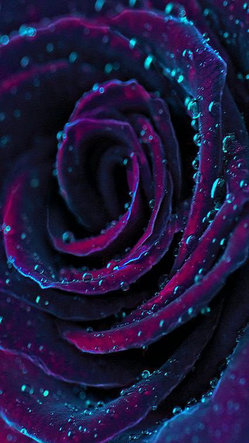Purple Flower, drops, rain, HD phone wallpaper