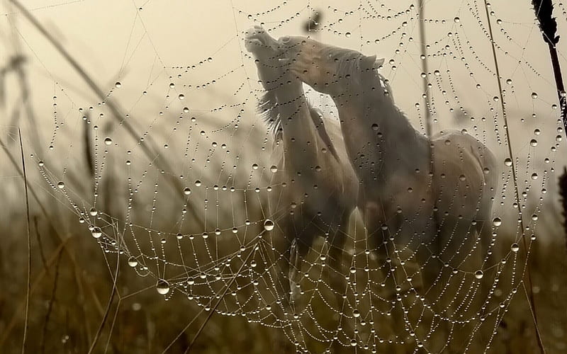 autumn, water drops, dew, spring, morning, spider web, couple, horses, HD wallpaper