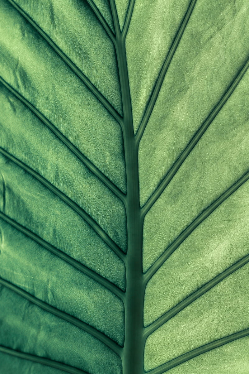 leaf, green, veins, macro, HD phone wallpaper