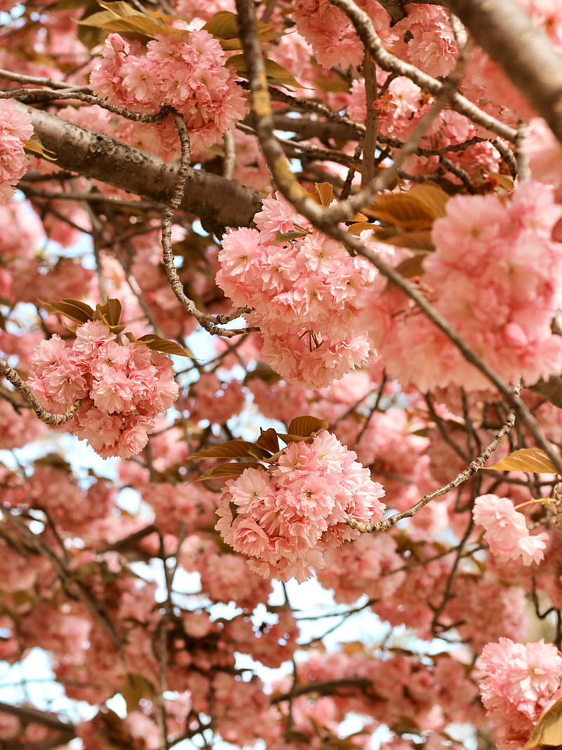 flowers, pink, branches, tree, bloom, HD phone wallpaper