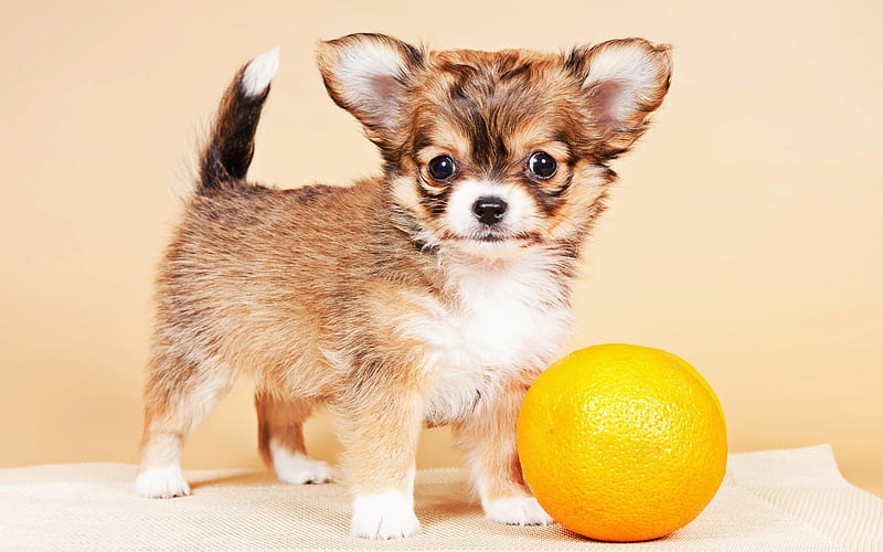 Chihuahua, orange, dogs, puppy, brown chihuahua, funny dog, cute animals, pets, Chihuahua Dog, HD wallpaper