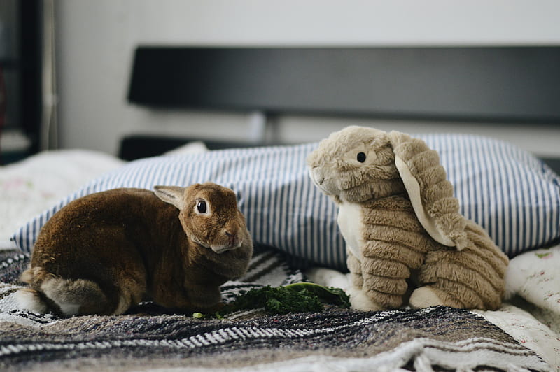 two rabbit plush toys on top of bed, HD wallpaper