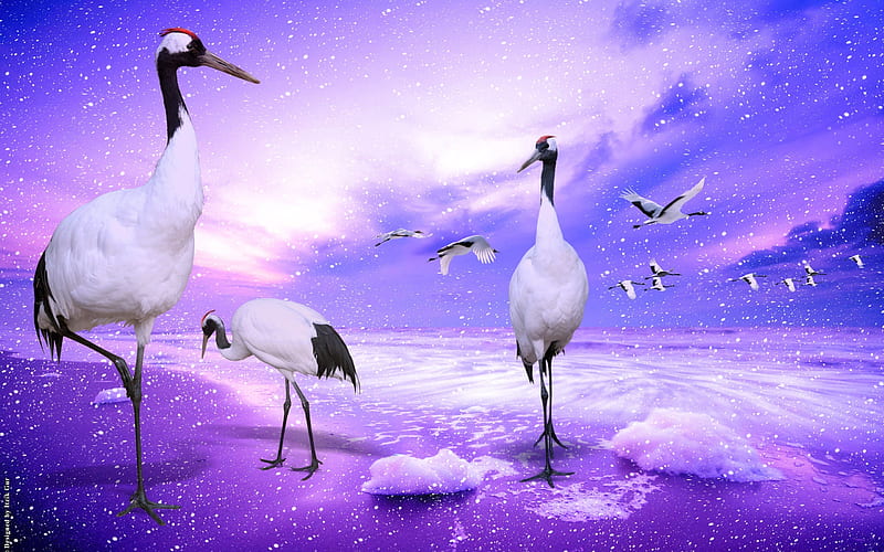 red crowned cranes japan-Birds graphy, HD wallpaper