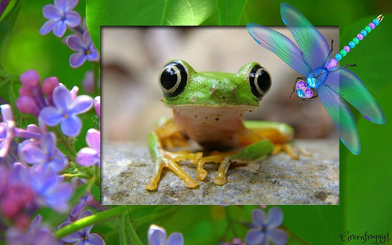 HELLO THERE, NATURE, CUTE, FROG, GREEN, HD wallpaper