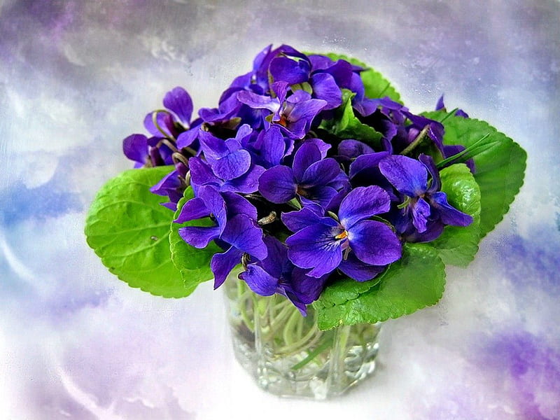 Lovely spring flowers, pretty, vase, bonito, pansy, fragrance, still life, leaves, nice, wild, flowers, tender, blue, forest, lovely, fresh, scent, spring, delicate, freshness, violet, HD wallpaper