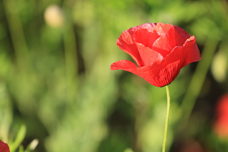 Flor de amapola roja, Fondo de pantalla HD | Peakpx