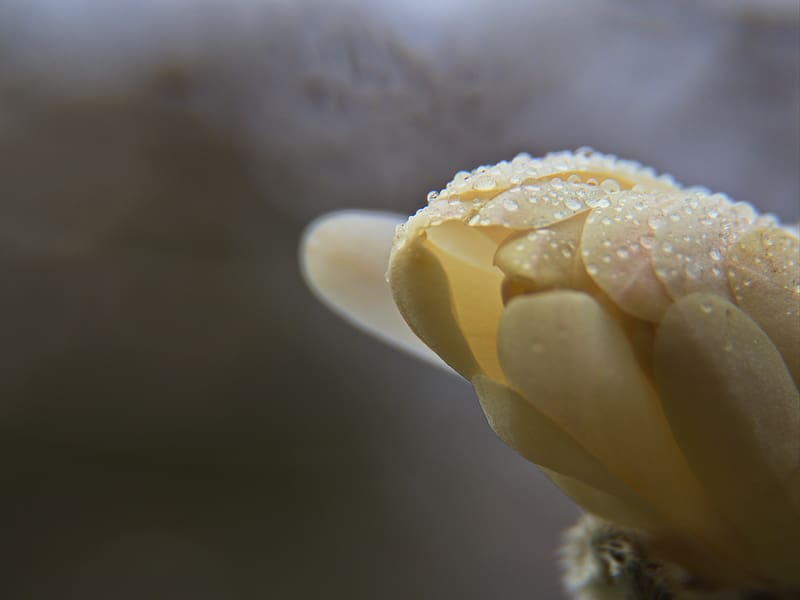 Bud, flower, drops, petals, macro, white, HD wallpaper | Peakpx