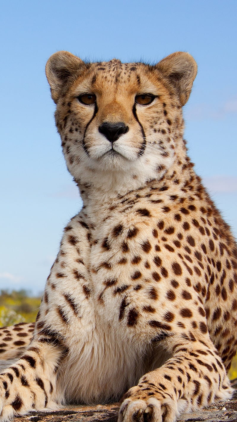 Cheetah , animal, wildlife, predator, HD phone wallpaper