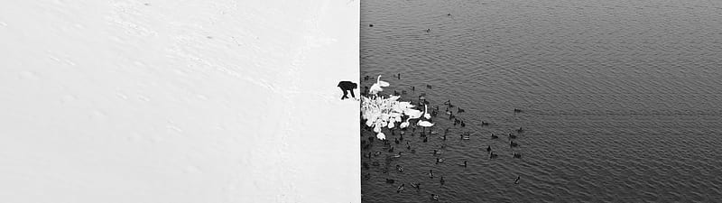 Ducks, nature, graphy, Black and white, HD wallpaper