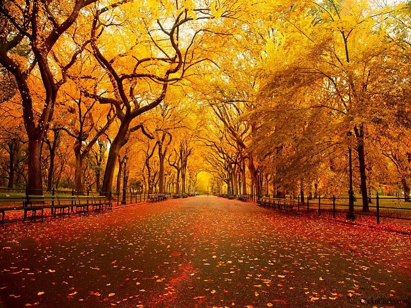 New York autumn, red, autumn, gold, New York, leaves, park, trees, HD wallpaper