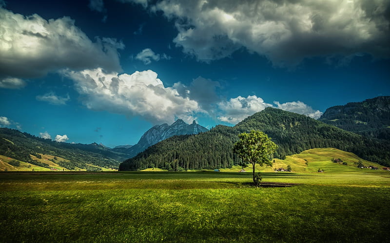 Mountains, alps, summer, meadow, forest, Switzerland, HD wallpaper