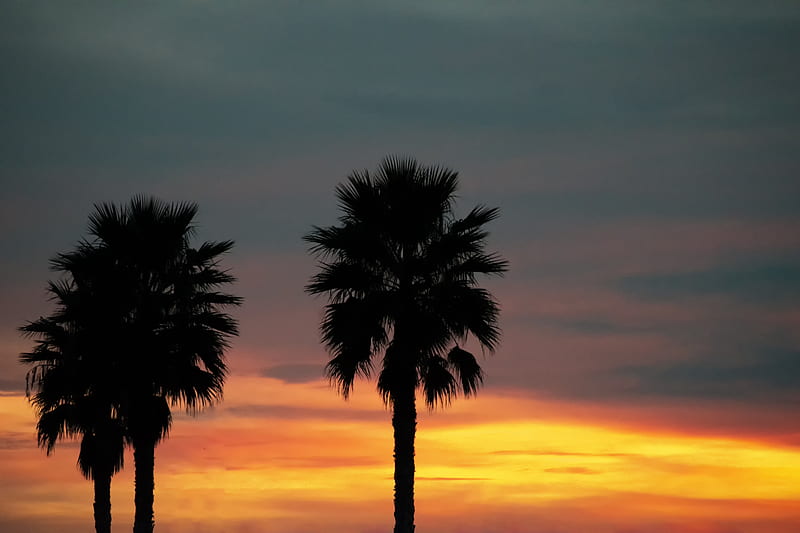 palm, sunset, palm trees, sky, tropics, HD wallpaper