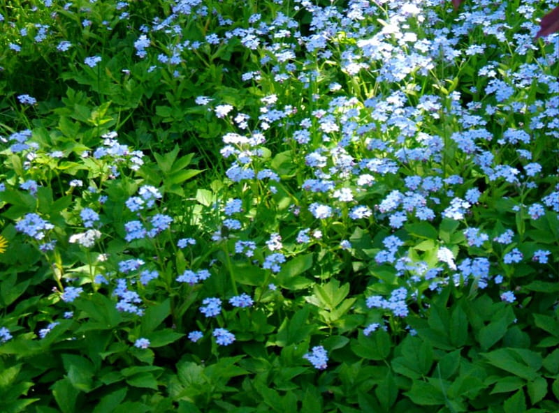 whispering trinkets of blue, flowers, Blue, green, grass, HD wallpaper