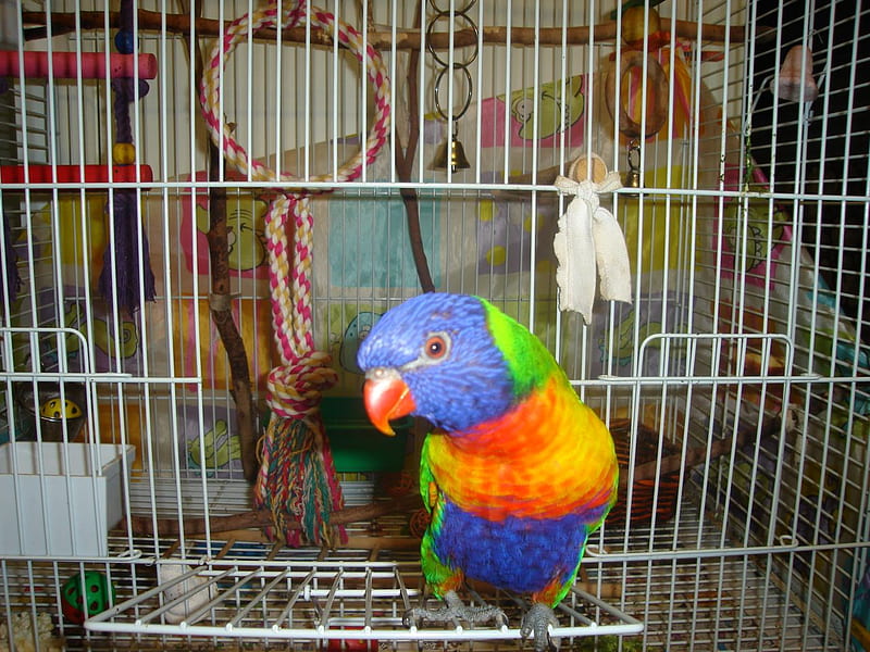 Keeta, parrot, colourful, bird, talks, HD wallpaper