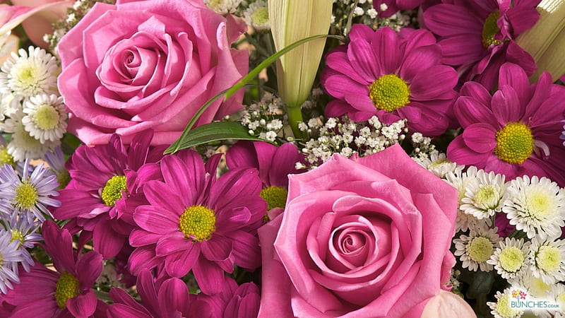 BEAUTIFUL ROSES, GORGEOUS FLOWERS, PINKROSES, GORGEOUS, FLOWERS, BEAUTIFUL, HD wallpaper