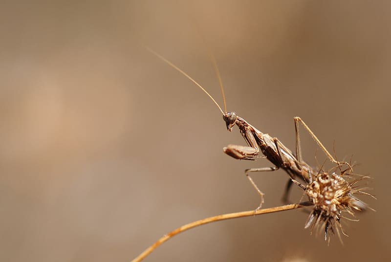 Insects, Animal, Praying Mantis, HD wallpaper