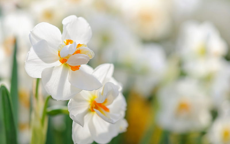 Daffodils, white wildflowers, spring, white daffodils, spring flowers, HD wallpaper