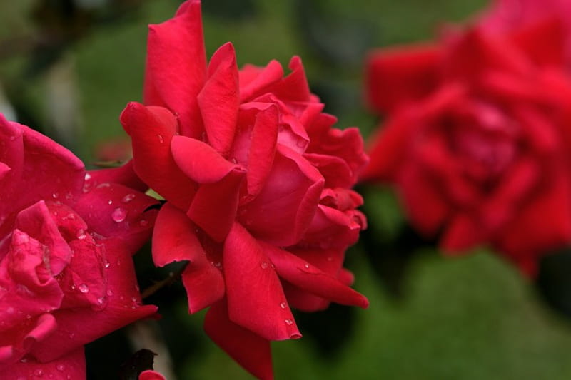 Raindrop Rose, red rose, rainy rose, summer rose, macro rose, HD wallpaper