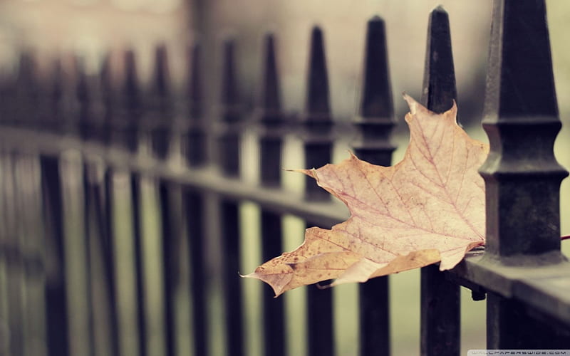 Fallen Maple Leaf, fallen, fence, fall, autumn, maple, gothic, leaf, HD wallpaper