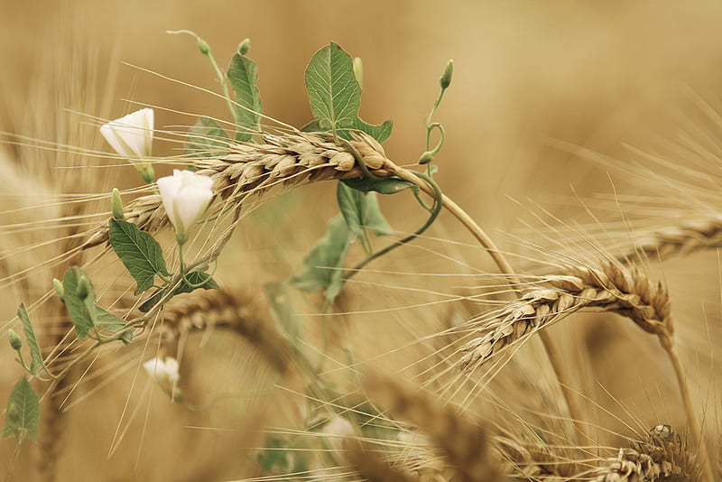 Wheat, nature, fields, grain, HD wallpaper