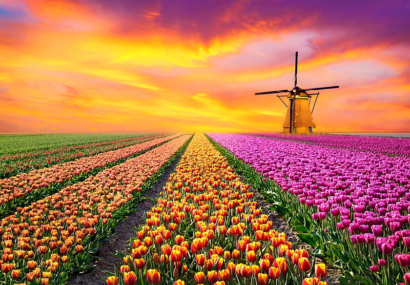 Landscape with sunrise, flowers, tulips, sunset, sky, field, colorful, fiery, mill, bonito, Holland, magical, HD wallpaper