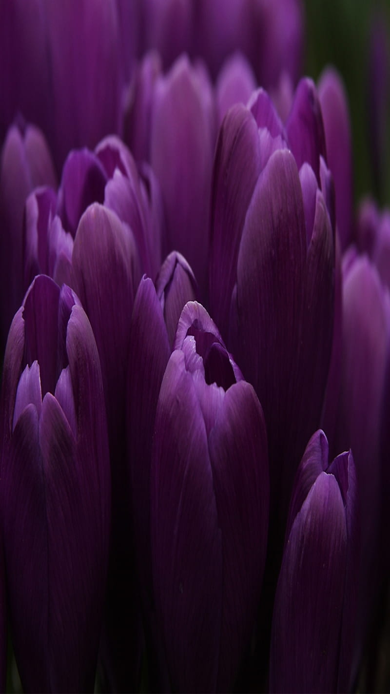 purple tulips, blossom, cool, floers, nature, nice, purple, spring, tulips, HD phone wallpaper