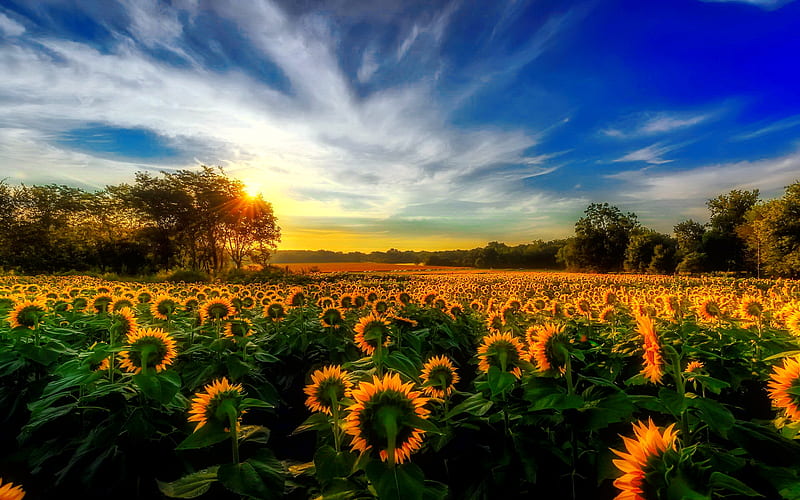 Morning sunflowers, sunflowers, summer, bonito, sunrise, morning, sky, field, HD wallpaper