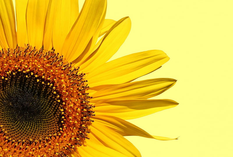 Look at the essence, yellow, flowers, sunflower, bonito, HD wallpaper
