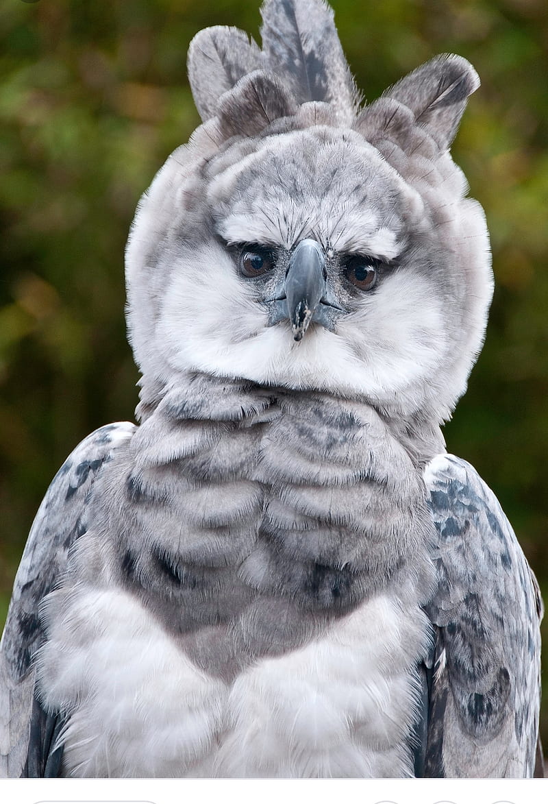 Harpy Eagle, big, bird, cute, steve harvey, HD phone wallpaper